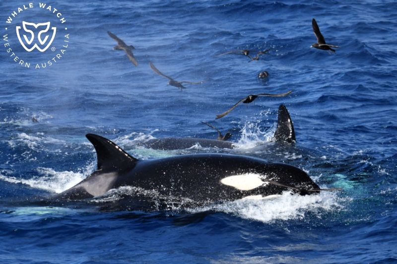 Whale Watch Western Australia