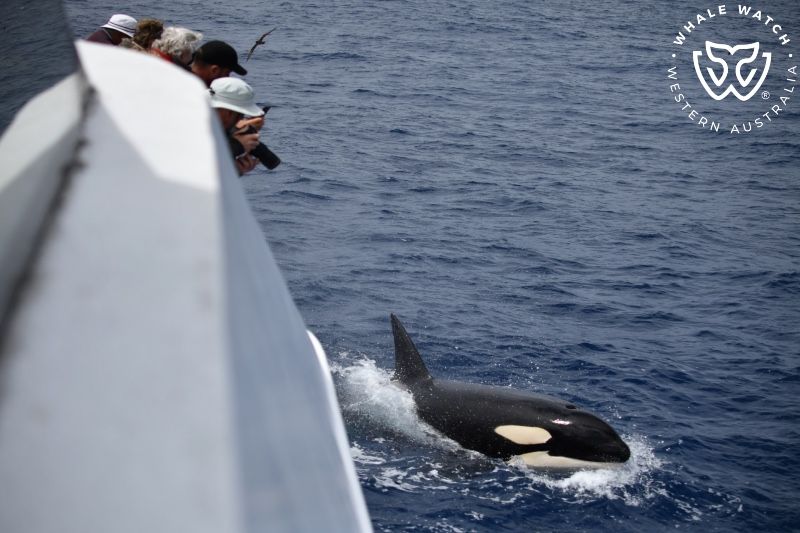 Whale Watch Western Australia