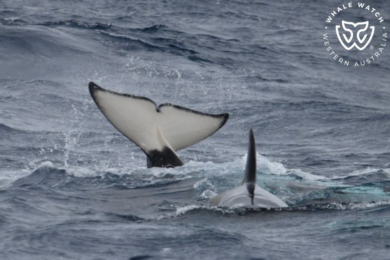 Whale Watch Western Australia