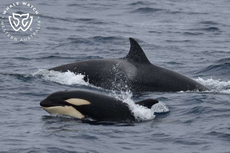 Whale Watch Western Australia