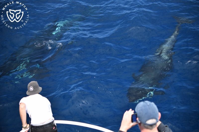 Whale Watch Western Australia