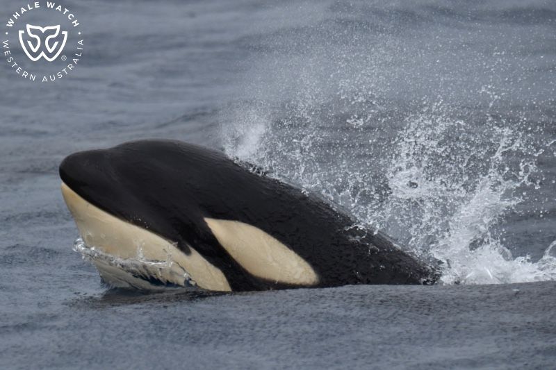 Whale Watch Western Australia