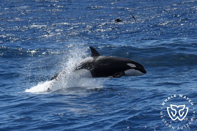 Whale Watch Western Australia
