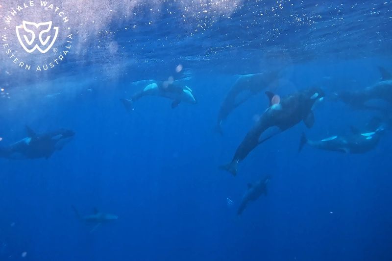 Whale Watch Western Australia