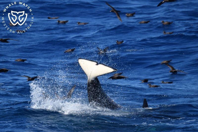 Whale Watch Western Australia