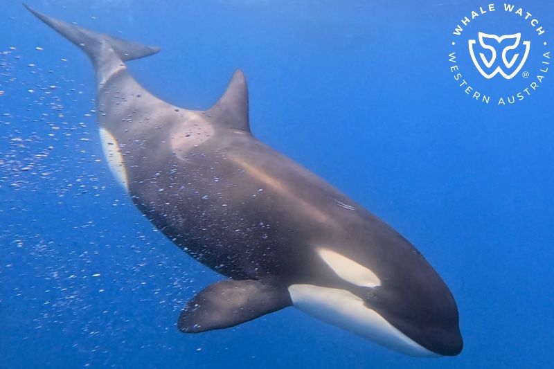 Whale Watch Western Australia