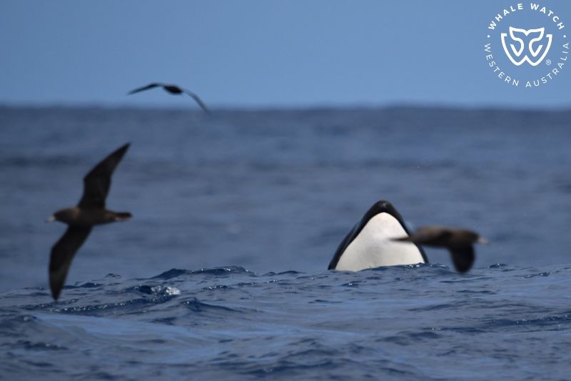 Whale Watch Western Australia