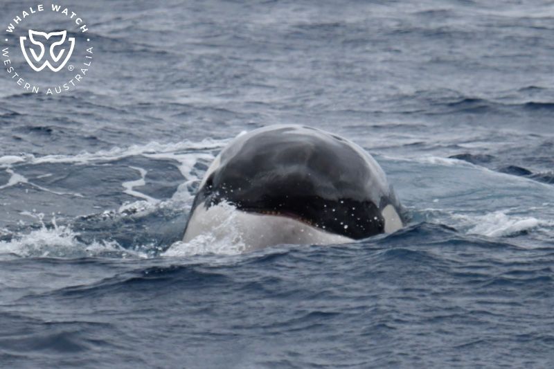 Whale Watch Western Australia