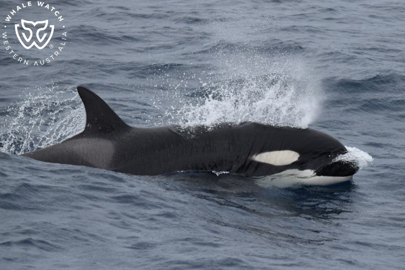 Whale Watch Western Australia