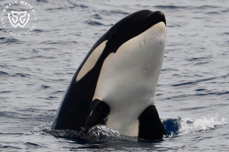 Whale Watch Western Australia