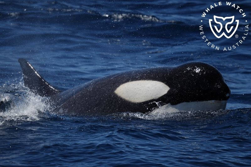 Whale Watch Western Australia