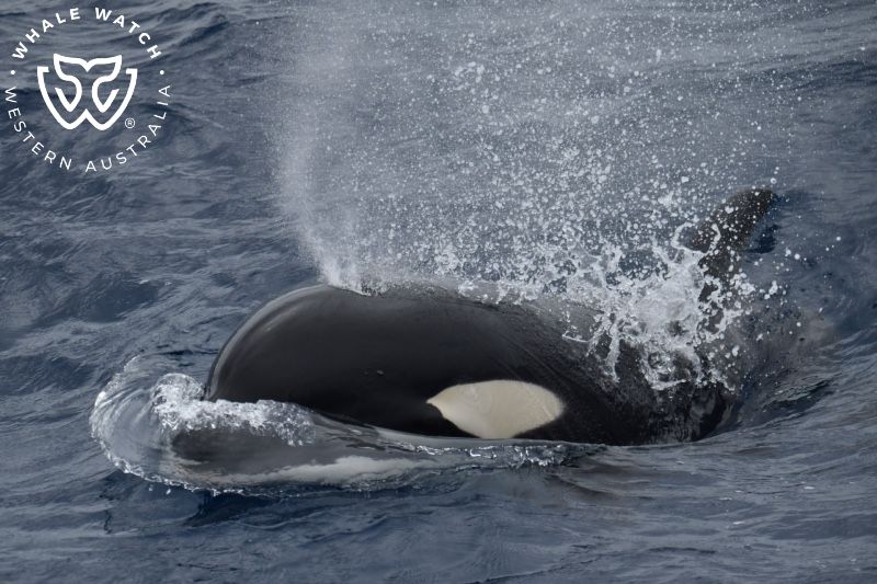 Whale Watch Western Australia