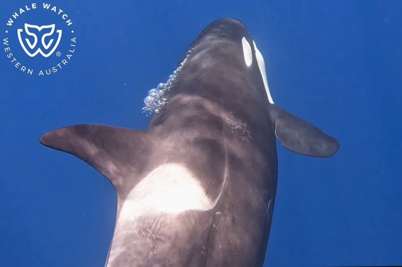 Whale Watch Western Australia