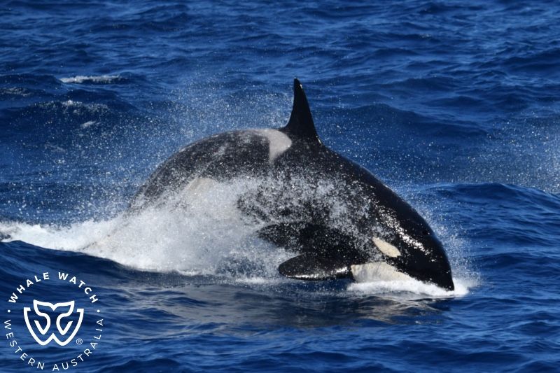 Whale Watch Western Australia