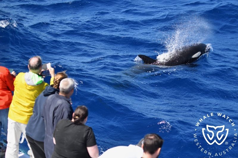 Whale Watch Western Australia