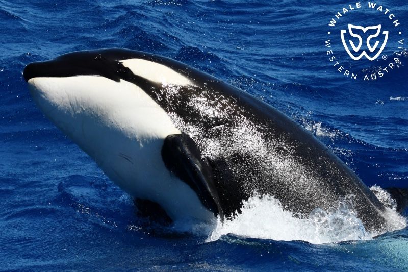 Whale Watch Western Australia