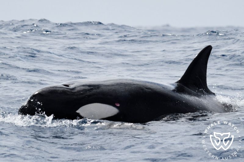 Whale Watch Western Australia