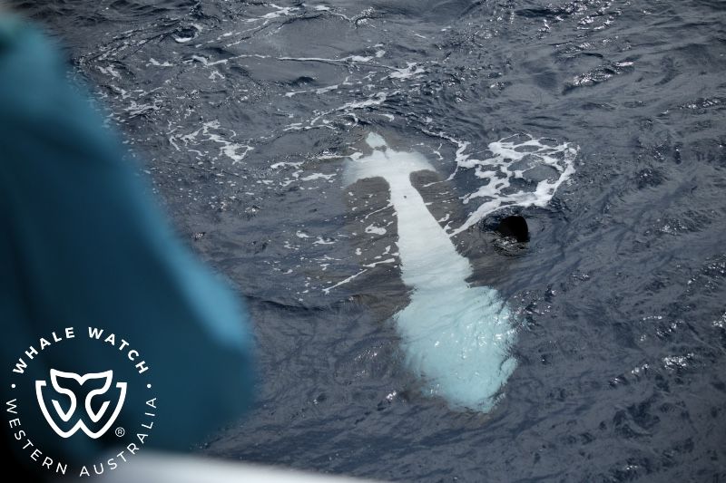 Whale Watch Western Australia