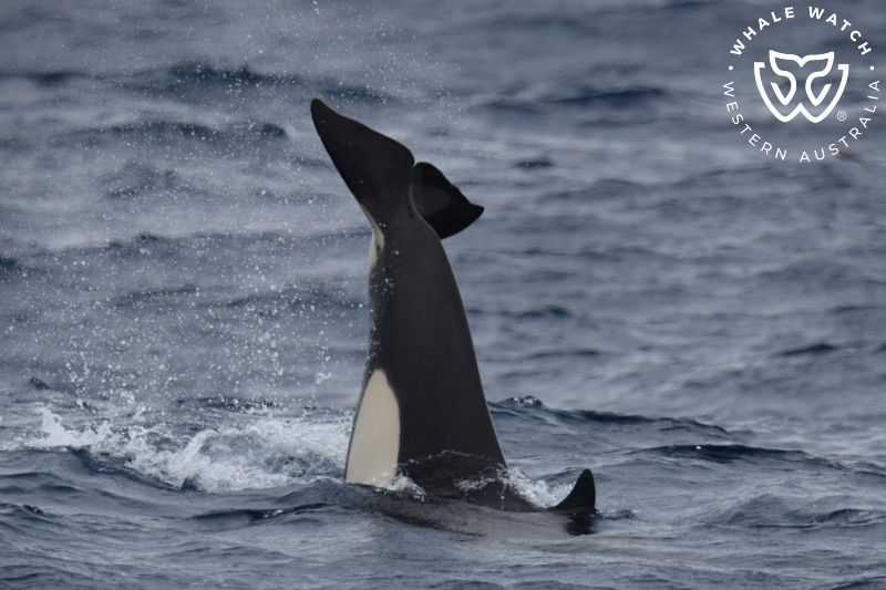Whale Watch Western Australia