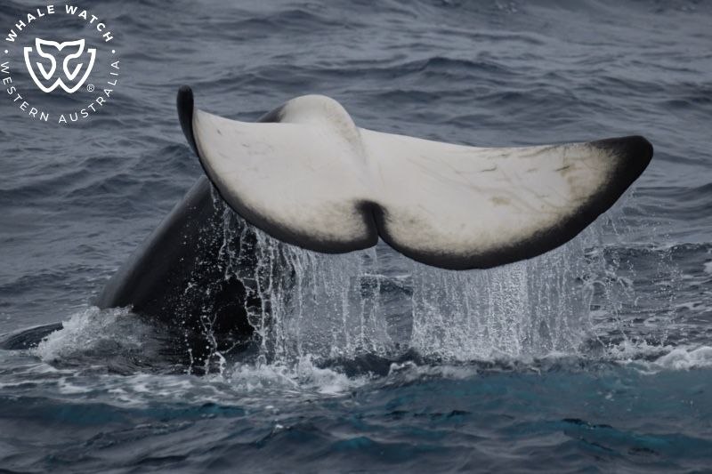 Whale Watch Western Australia