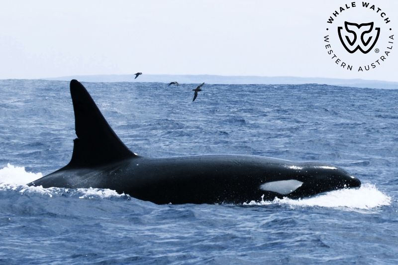 Whale Watch Western Australia