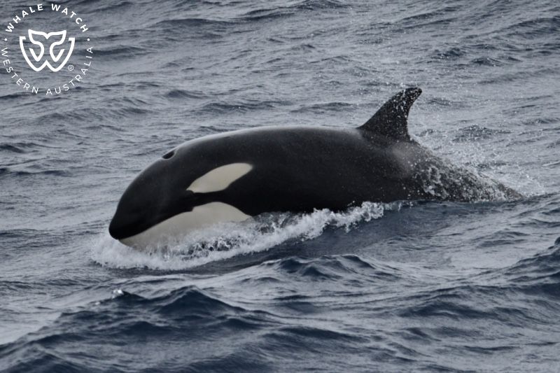 Whale Watch Western Australia