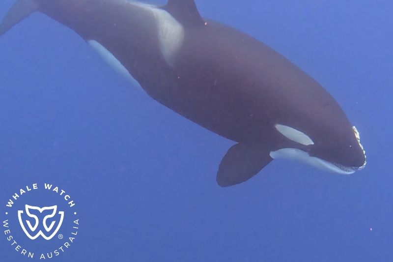 Whale Watch Western Australia