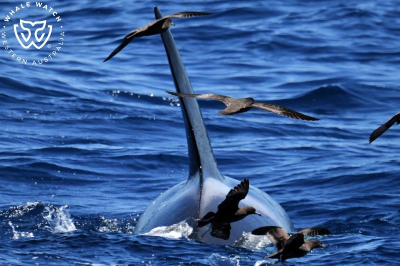 Whale Watch Western Australia