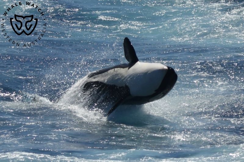 Whale Watch Western Australia