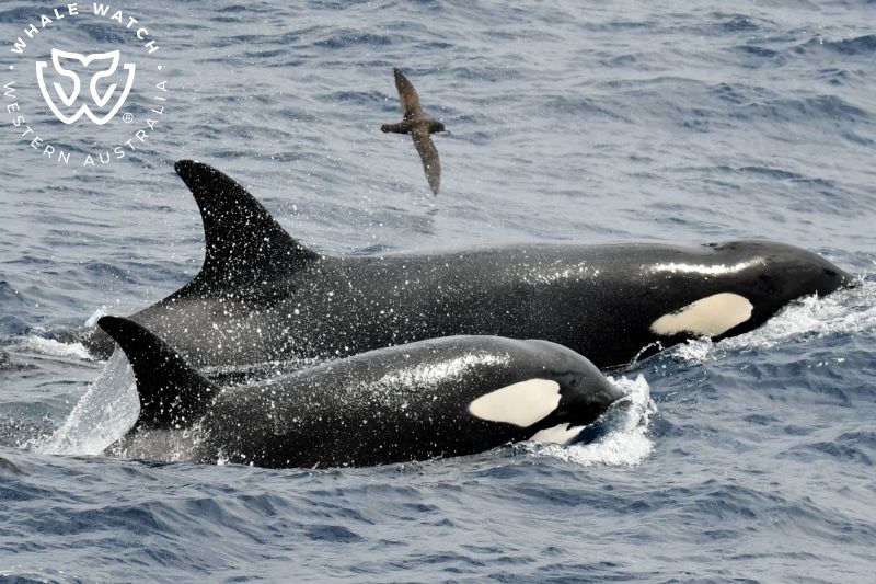 Whale Watch Western Australia