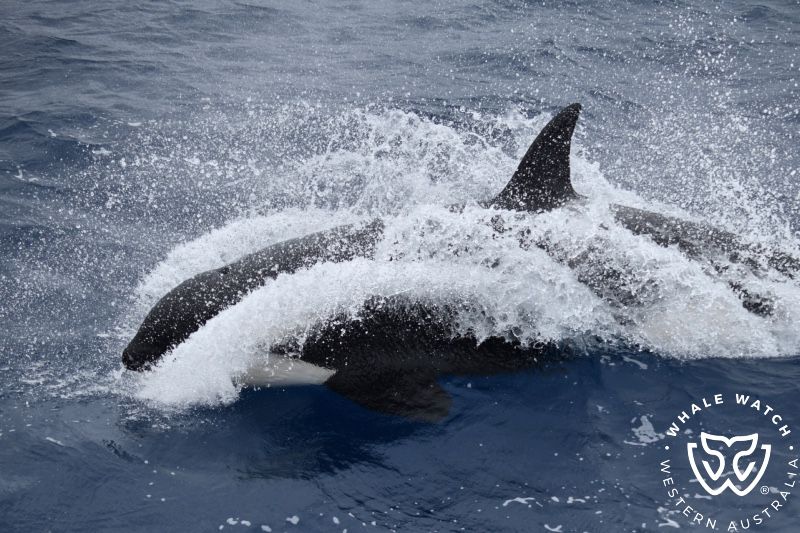 Whale Watch Western Australia