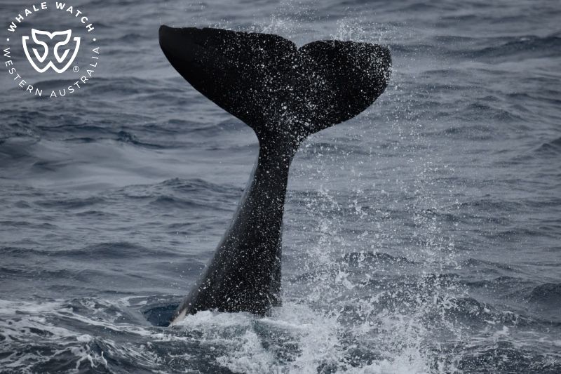 Whale Watch Western Australia