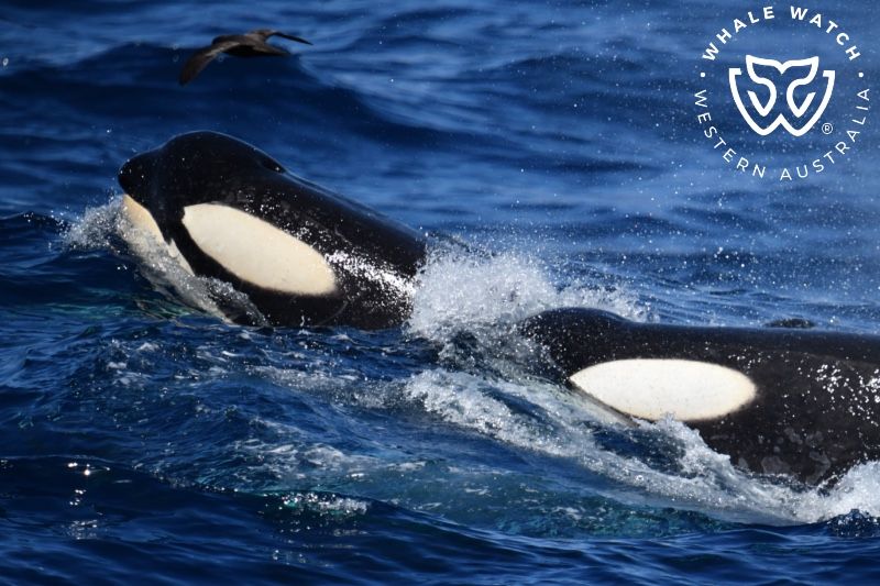 Whale Watch Western Australia