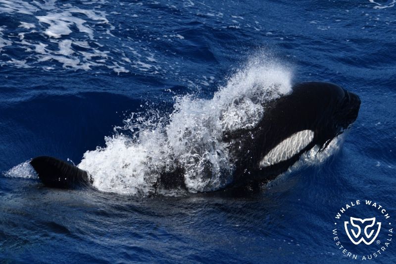 Whale Watch Western Australia