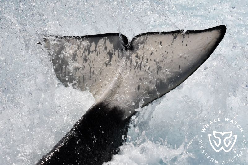 Whale Watch Western Australia