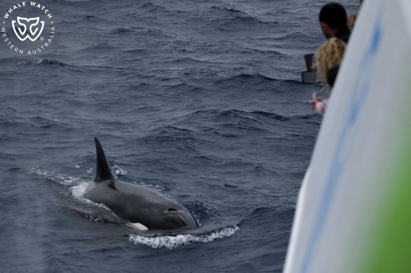 Whale Watch Western Australia