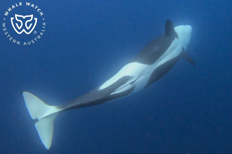 Whale Watch Western Australia