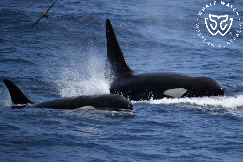 Whale Watch Western Australia