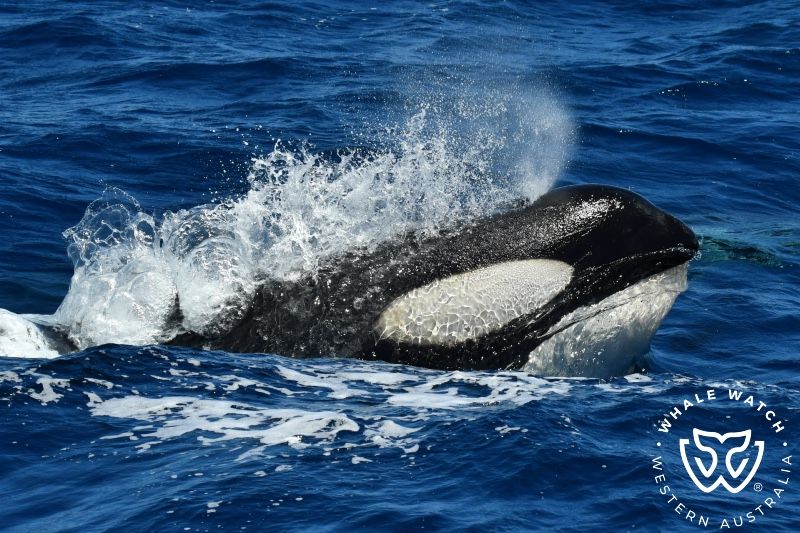 Whale Watch Western Australia