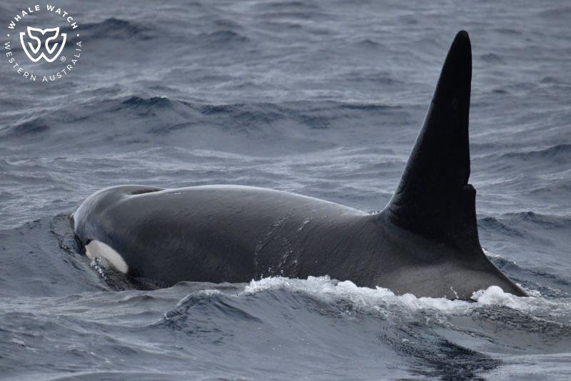 Whale Watch Western Australia