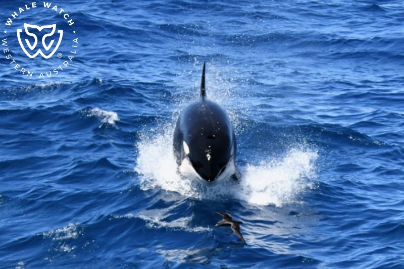 Whale Watch Western Australia