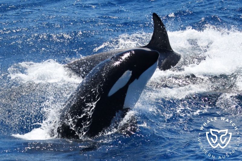 Whale Watch Western Australia