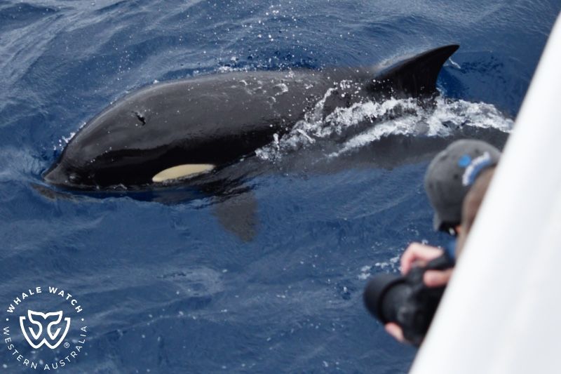Whale Watch Western Australia