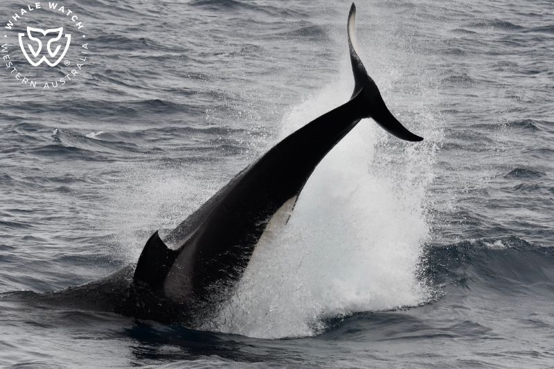 Whale Watch Western Australia