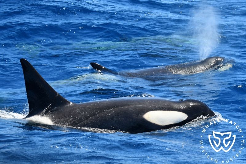 Whale Watch Western Australia