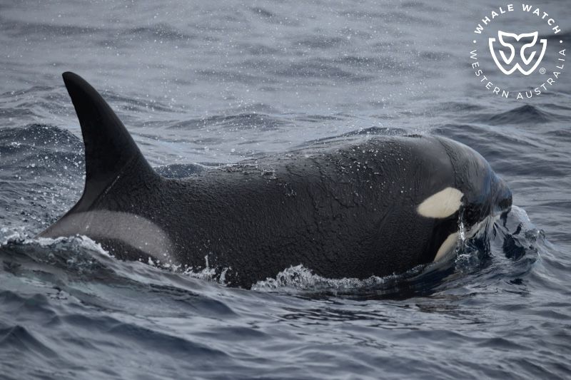 Whale Watch Western Australia