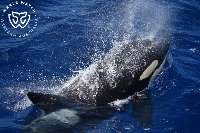Whale Watch Western Australia