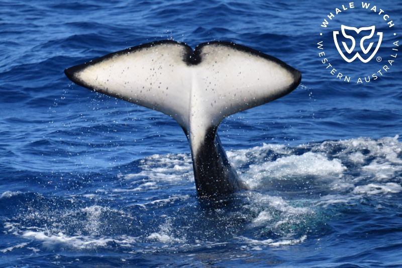 Whale Watch Western Australia