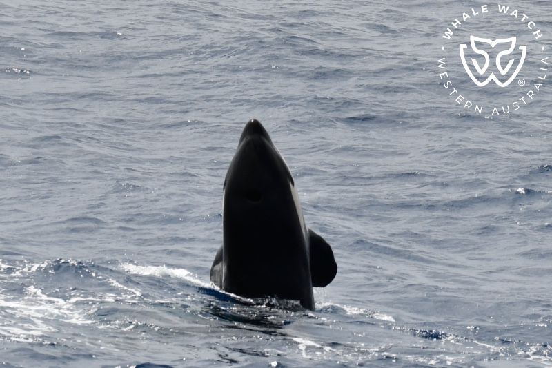 Whale Watch Western Australia