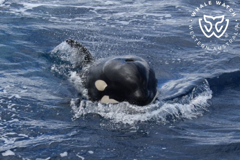 Whale Watch Western Australia